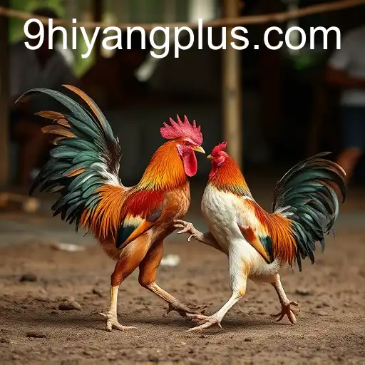 The Complex World of Cockfighting and the Role of Hiyang Plus